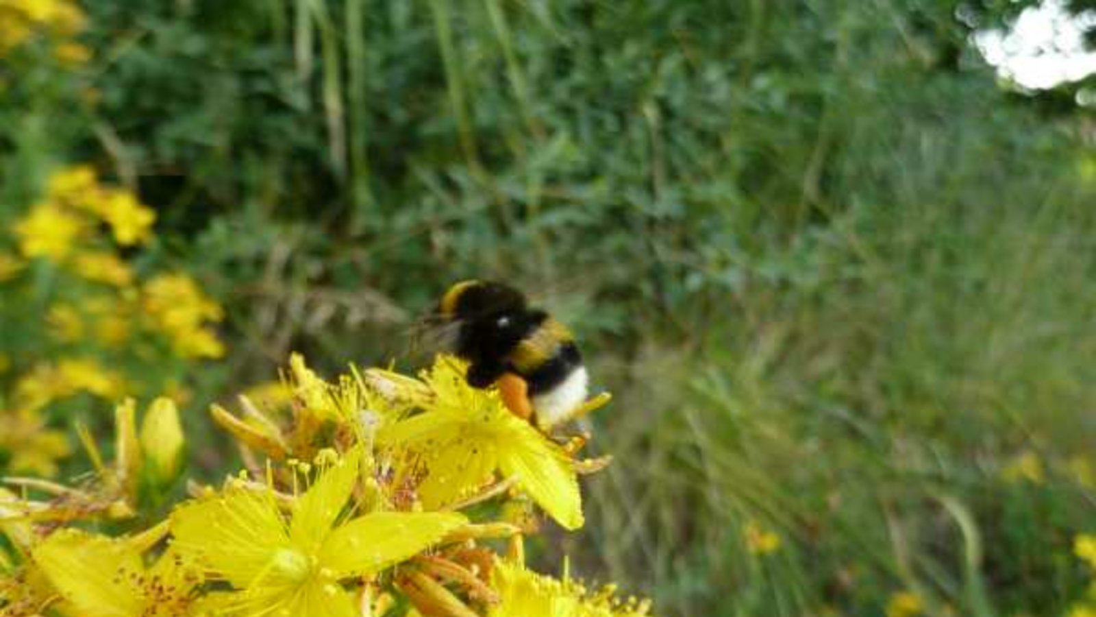 Hummel mit Pollenhöschen auf dem Echten Johanniskraut. Foto: Rücker Hummel mit Pollenhöschen auf dem Echten Johanniskraut. Foto: Rücker