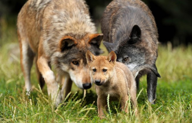 In acht der 13 deutschen Flächenbundesländern gibt es bereits Wolfsrudel mit Nachwuchs – vielleicht bald auch in Baden-Württemberg?<span class='image-autor'>Foto: imago stock&people</span>