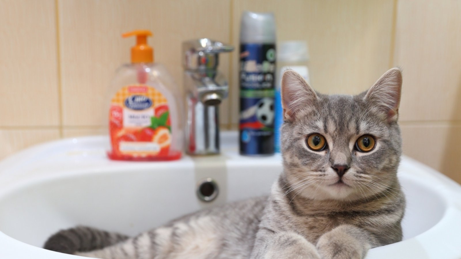 Beobachtung aus dem Waschbecken heraus: Warum folgen Katzen uns so oft zur Toilette?Foto: Grigorii Pisotsckii/ Shutterstock Beobachtung aus dem Waschbecken heraus: Warum folgen Katzen uns so oft zur Toilette?Foto: Grigorii Pisotsckii/ Shutterstock
