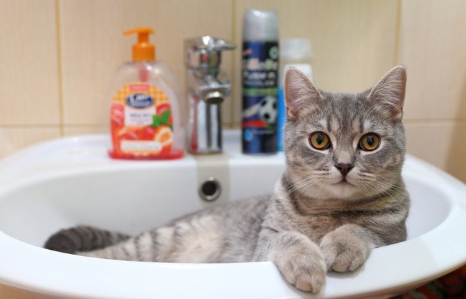 Beobachtung aus dem Waschbecken heraus: Warum folgen Katzen uns so oft zur Toilette?<span class='image-autor'>Foto: Grigorii Pisotsckii/ Shutterstock</span>