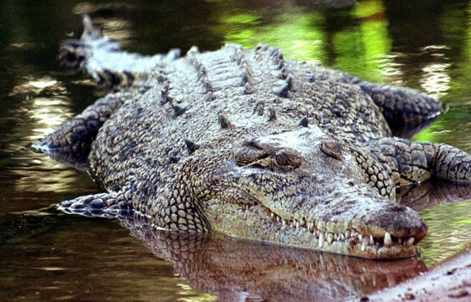 Kaum zu glauben: In Deutschland darf man (fast) jedes Wildtier halten – sogar ein Krokodil (Archivfoto:  Salzwasserkrokodil, aufgenommen im australischen  Darwin).<span class='image-autor'>Foto: epa/dpa</span>