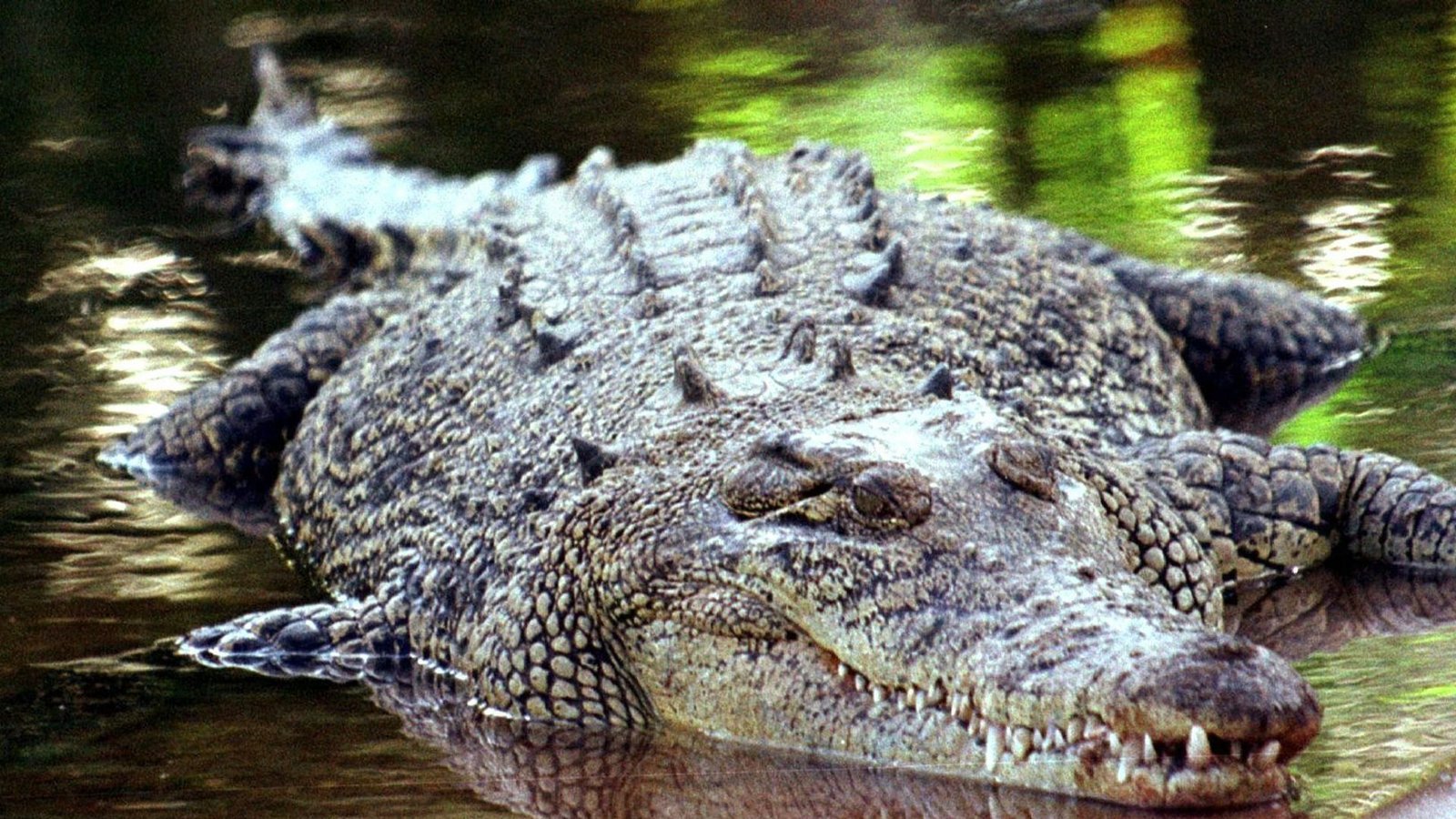 Kaum zu glauben: In Deutschland darf man (fast) jedes Wildtier halten – sogar ein Krokodil (Archivfoto: Salzwasserkrokodil, aufgenommen im australischen Darwin).Foto: epa/dpa Kaum zu glauben: In Deutschland darf man (fast) jedes Wildtier halten – sogar ein Krokodil (Archivfoto: Salzwasserkrokodil, aufgenommen im australischen Darwin).Foto: epa/dpa