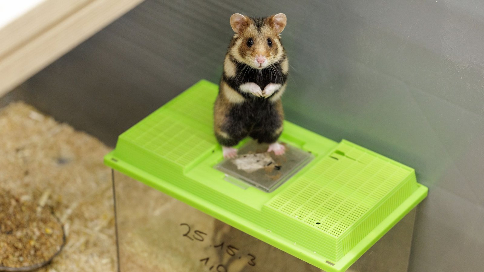 Das Weibchen ist auf die noch verschlossenen Behälter gesprungen. Sie bekundet damit ihr Interesse an dem Männchen.Foto: David Ebener/dpa