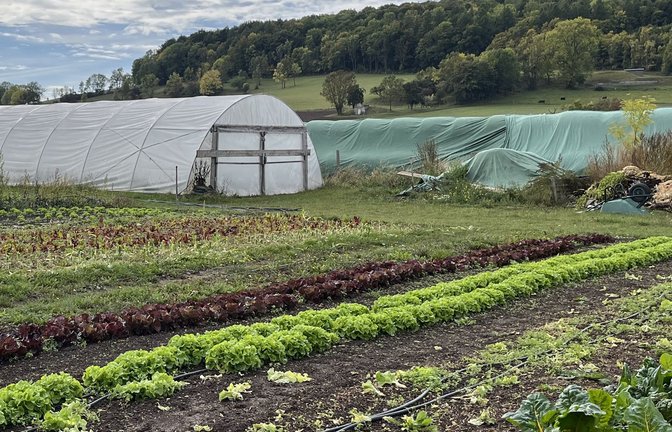 Noch wird in der deutschen Landwirtschaft nur wenig bewässert – doch der Trend ist klar: Es wird immer mehr.<span class='image-autor'>Foto: Rebekka Wiese</span>
