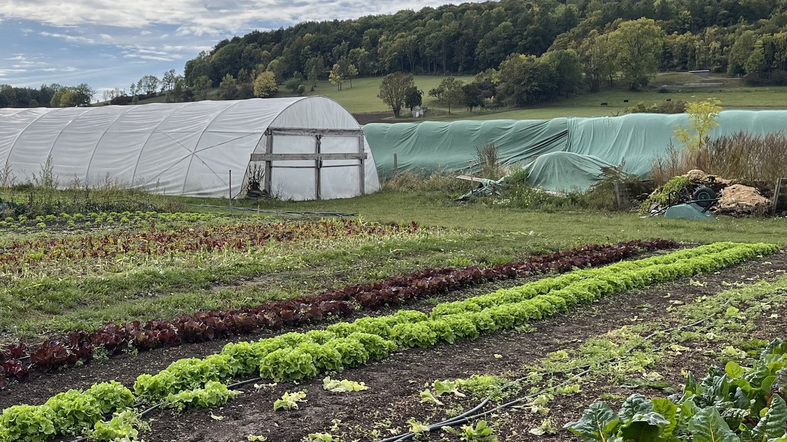 Noch wird in der deutschen Landwirtschaft nur wenig bewässert – doch der Trend ist klar: Es wird immer mehr.Foto: Rebekka Wiese Noch wird in der deutschen Landwirtschaft nur wenig bewässert – doch der Trend ist klar: Es wird immer mehr.Foto: Rebekka Wiese