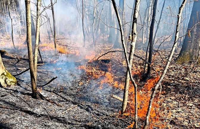 Das Feuer breitete sich im Unterholz des Waldes rasch aus.<span class='image-autor'>Foto: &nbsp;</span>
