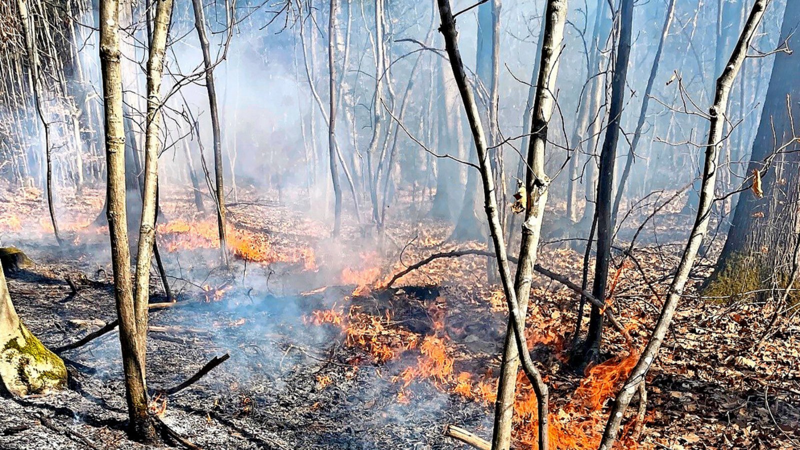 Das Feuer breitete sich im Unterholz des Waldes rasch aus.Foto: Das Feuer breitete sich im Unterholz des Waldes rasch aus.Foto: 