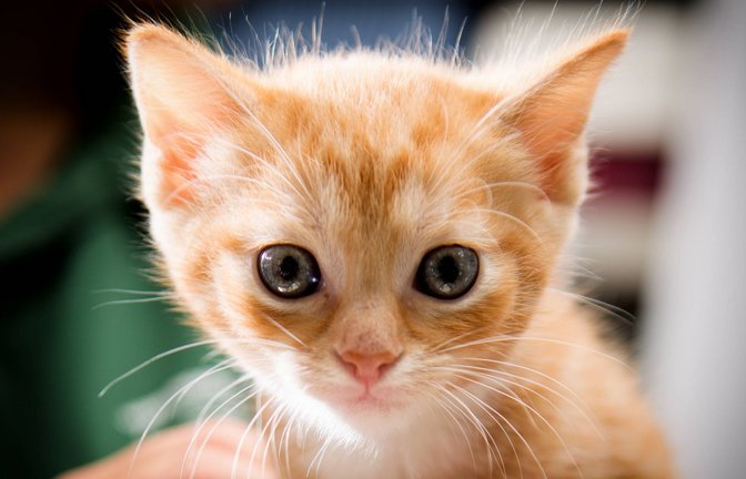 Um ein Katzenbaby unter der Verkleidung eines Geländewagens zu retten, war die Feuerwehr in Laichingen stundenlang im Einsatz (Symbolfoto).<span class='image-autor'>Foto: IMAGO/Zoonar/IMAGO/Zoonar.com/christopher koch</span>