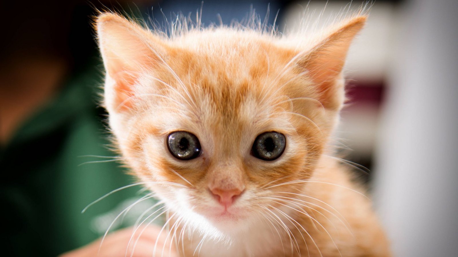 Um ein Katzenbaby unter der Verkleidung eines Geländewagens zu retten, war die Feuerwehr in Laichingen stundenlang im Einsatz (Symbolfoto).Foto: IMAGO/Zoonar/IMAGO/Zoonar.com/christopher koch Um ein Katzenbaby unter der Verkleidung eines Geländewagens zu retten, war die Feuerwehr in Laichingen stundenlang im Einsatz (Symbolfoto).Foto: IMAGO/Zoonar/IMAGO/Zoonar.com/christopher koch