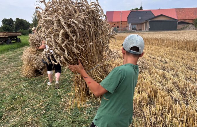 Die Getreideernte, so wie hier in Frauenhagen in der Uckermark, neigt sich für dieses Jahr ihrem Ende entgegen. Welchen Einfluss hat die Hitzewelle auf den Ertrag?<span class='image-autor'>Daniela Windolff</span>