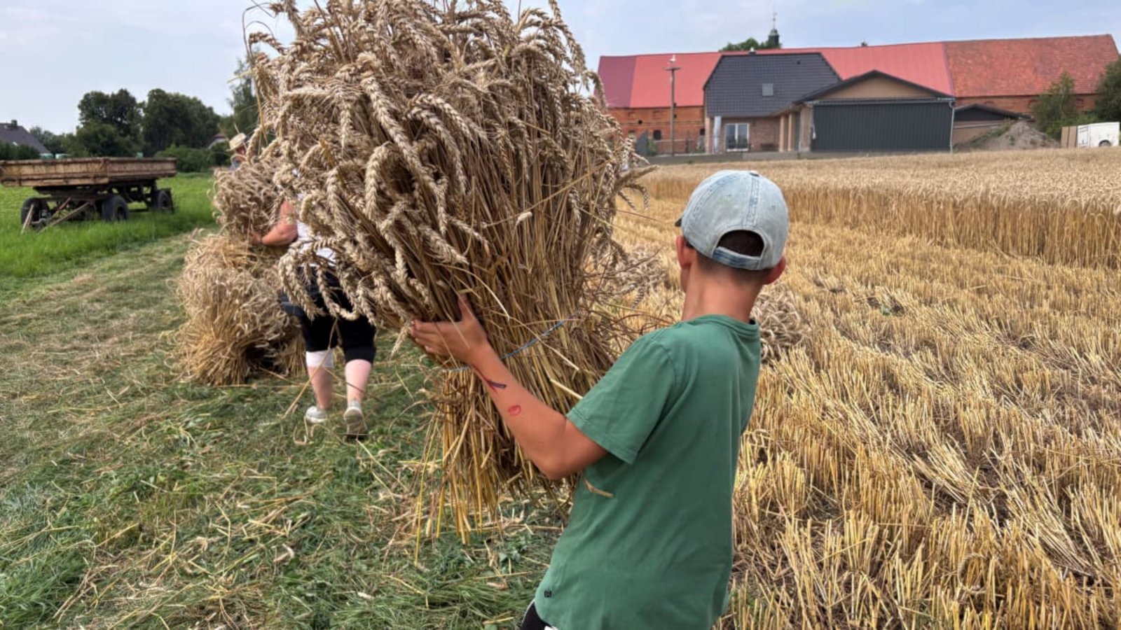 Die Getreideernte, so wie hier in Frauenhagen in der Uckermark, neigt sich für dieses Jahr ihrem Ende entgegen. Welchen Einfluss hat die Hitzewelle auf den Ertrag?Daniela Windolff