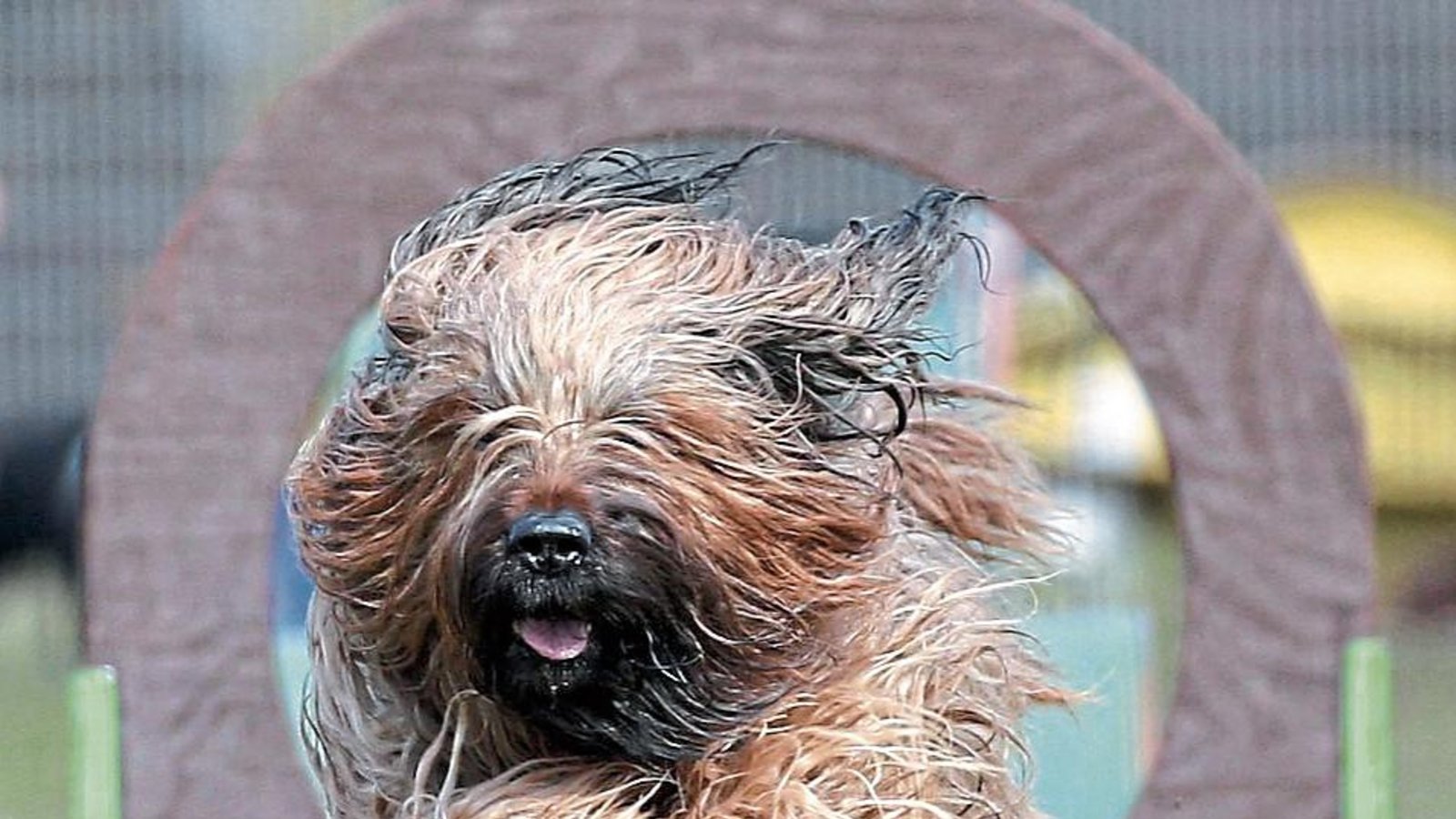Kommt ein Wollknäuel geflogen – Hund Einstein ist am Ende der Hindernisbahn beim Iptinger Zwergbergturnier im Landeanflug. Foto: Küppers