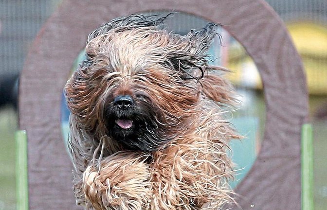 Kommt ein Wollknäuel geflogen – Hund Einstein ist am Ende der Hindernisbahn beim Iptinger Zwergbergturnier im Landeanflug. Foto: Küppers