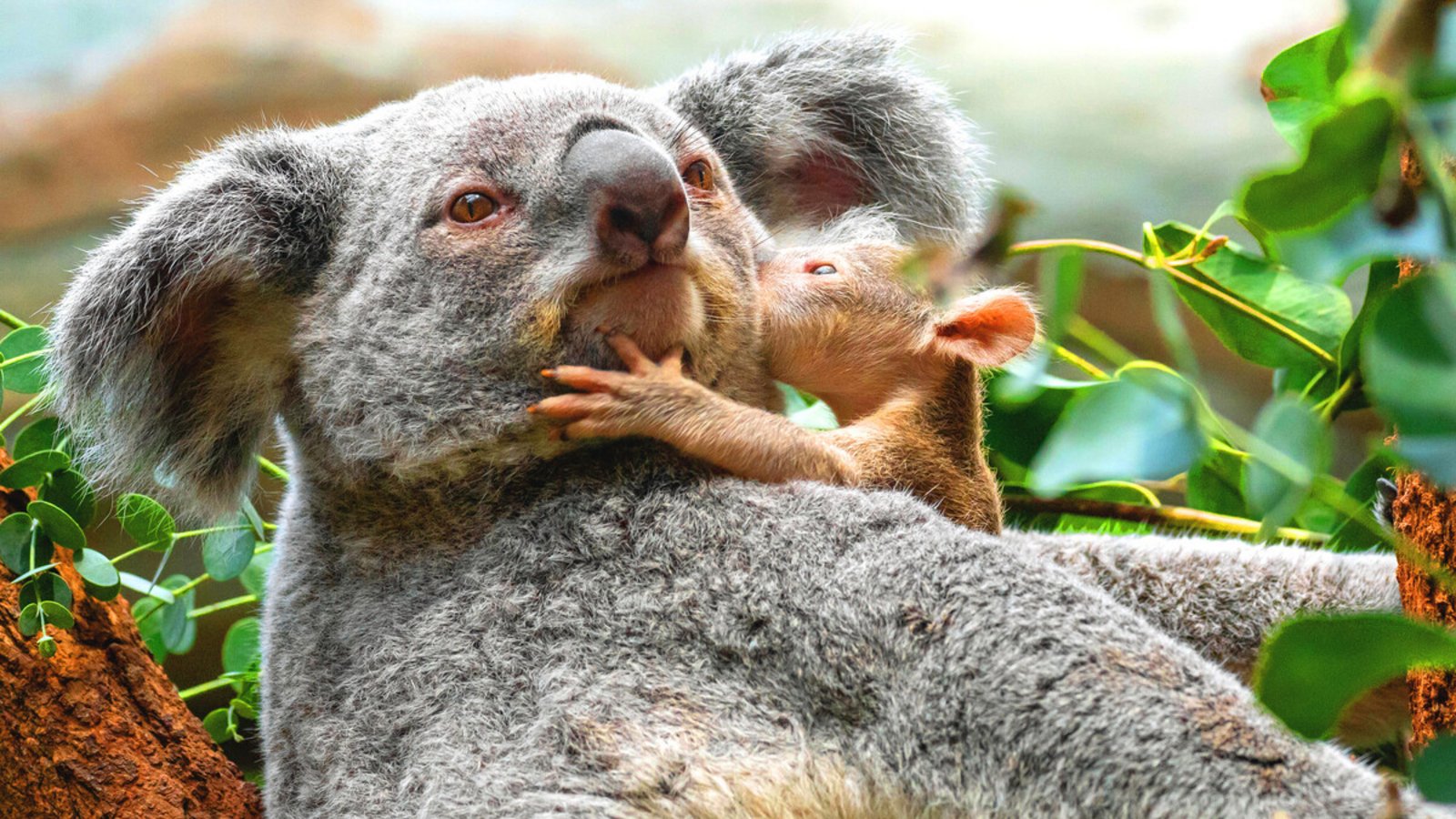 Die Koalas bleiben die Publikumslieblinge in der Wilhelma. Die Begeisterung wuchs noch, als zwei Babys geboren wurden.Foto: Wilhelma Die Koalas bleiben die Publikumslieblinge in der Wilhelma. Die Begeisterung wuchs noch, als zwei Babys geboren wurden.Foto: Wilhelma