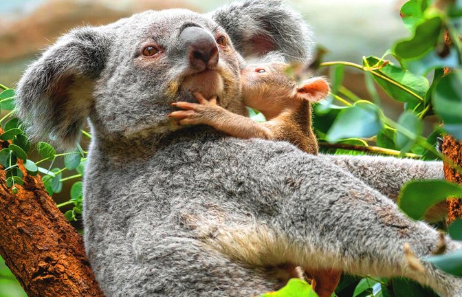 Die Koalas bleiben die Publikumslieblinge in der Wilhelma. Die Begeisterung wuchs noch, als zwei Babys geboren wurden.<span class='image-autor'>Foto: Wilhelma</span>