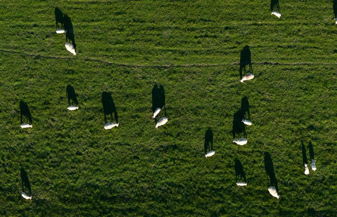 Schafe auf einem Deich in Nordenham werfen lange Schatten.<span class='image-autor'>Foto: Sina Schuldt/dpa</span>