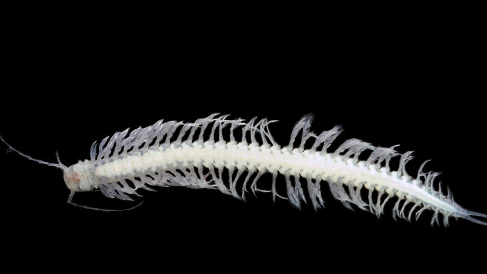 Der Unterwasserkrebs Xibalbanus tulumensis enthält Toxine, aus denen nun Wirkstoffe gegen neurologische Erkrankungen entwickelt werden sollen.Foto: © Björn M. von Reumont Der Unterwasserkrebs Xibalbanus tulumensis enthält Toxine, aus denen nun Wirkstoffe gegen neurologische Erkrankungen entwickelt werden sollen.Foto: © Björn M. von Reumont
