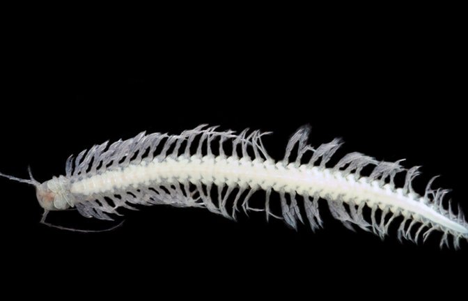 Der Unterwasserkrebs Xibalbanus tulumensis enthält Toxine, aus denen nun Wirkstoffe gegen neurologische Erkrankungen entwickelt werden sollen.<span class='image-autor'>Foto: © Björn M. von Reumont</span>