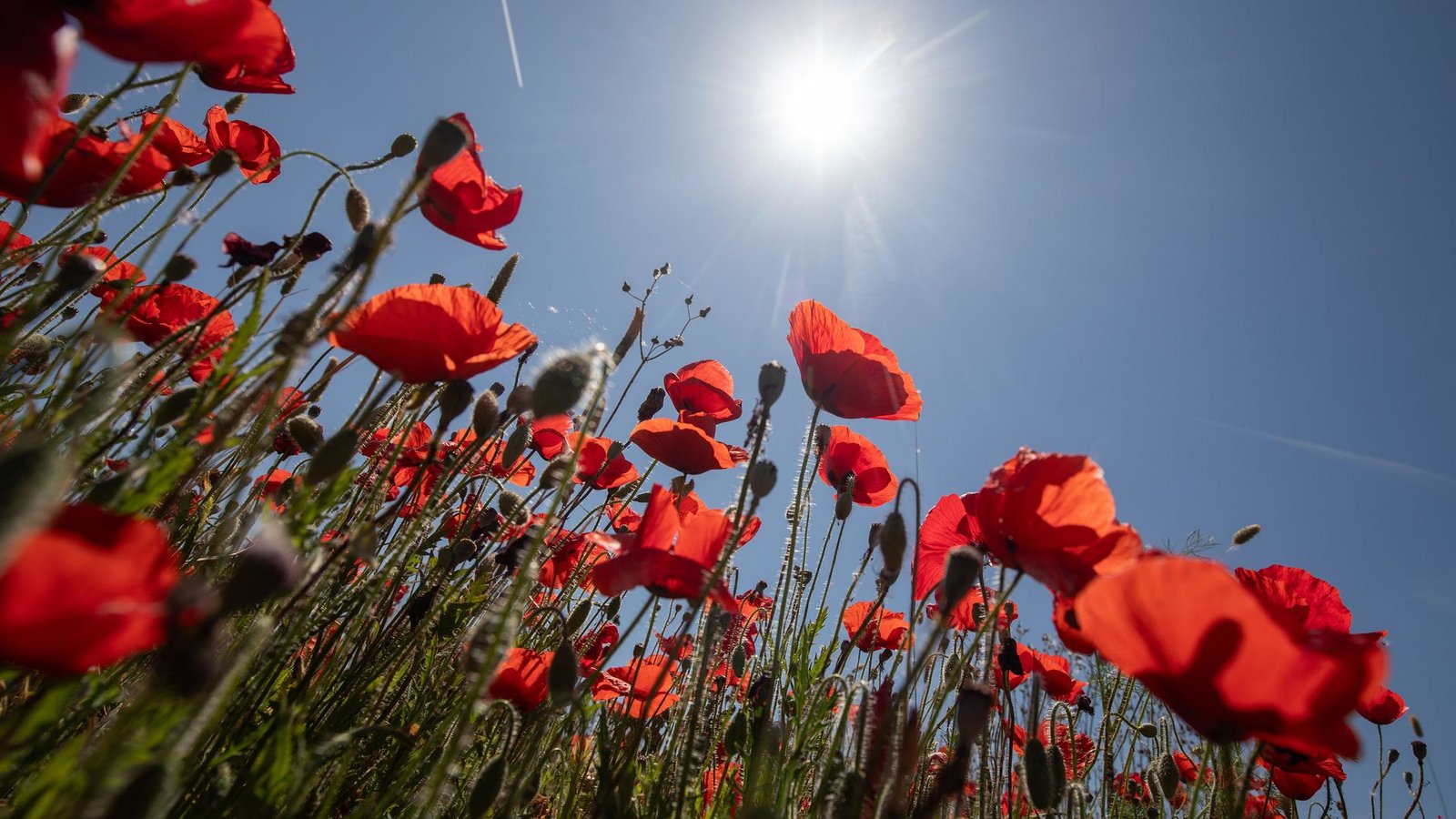 Ein Mohnblumenfeld in der Nähe des Dorfes Sineu auf Mallorca.Foto: Clara Margais/dpa Ein Mohnblumenfeld in der Nähe des Dorfes Sineu auf Mallorca.Foto: Clara Margais/dpa