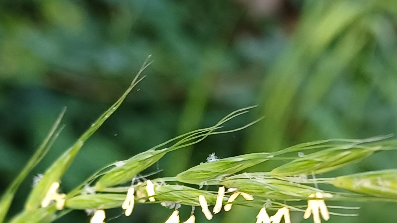 „Die Gräserblüte erreicht ihren Höhepunkt“, meldet ein Wetterdienst bei der Pollenvorhersage. Die Staubbeutel und federartigen winzigen Narben bei diesem Süßgras vom Straßenrand zeigen die Blüte an. Allergiker werden auf den Regen hoffen. Foto: Rücker