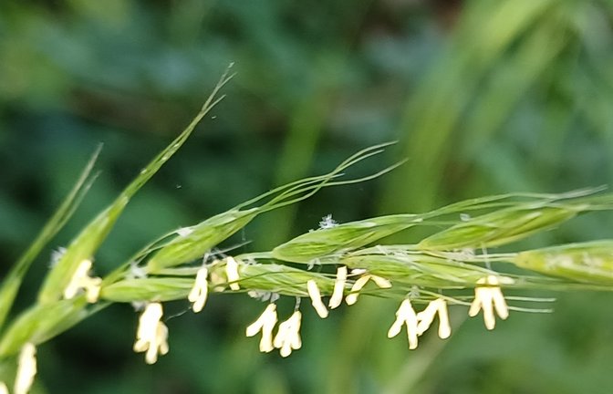 „Die Gräserblüte erreicht ihren Höhepunkt“, meldet ein Wetterdienst bei der Pollenvorhersage. Die Staubbeutel und federartigen winzigen Narben bei diesem Süßgras vom Straßenrand zeigen die Blüte an. Allergiker werden auf den Regen hoffen. <span class='image-autor'>Foto: Rücker</span>