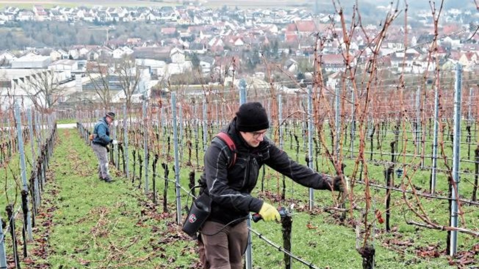 Die Wengerter – hier über Enzweihingen – haben immer was tun. Foto: Arning