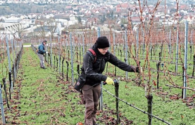 Die Wengerter – hier über Enzweihingen – haben immer was tun. Foto: Arning