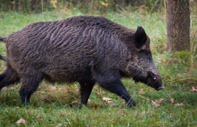 Die für Wildschweine tödliche Afrikanische Schweinepest breitet sich aus. <span class='image-autor'>Foto: LE</span>