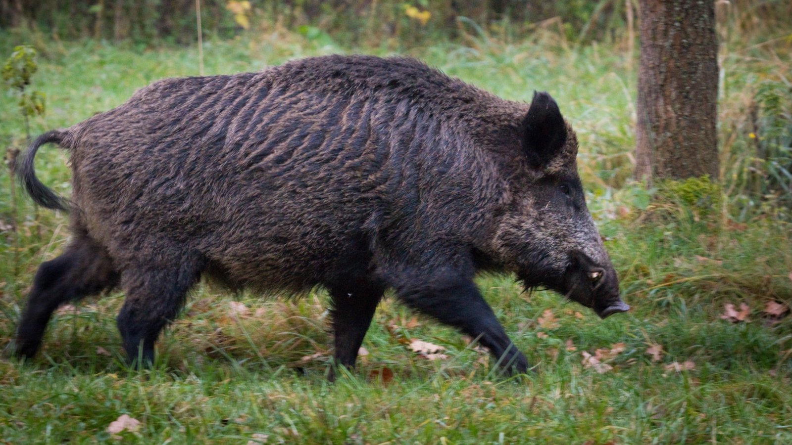 Die für Wildschweine tödliche Afrikanische Schweinepest breitet sich aus. Foto: LE Die für Wildschweine tödliche Afrikanische Schweinepest breitet sich aus. Foto: LE