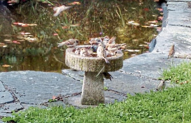 Über Gerangel einer Spatzenbande an der Vogeltränke amüsierte sich neulich Siegfried Mayer in Kleinglattbach.