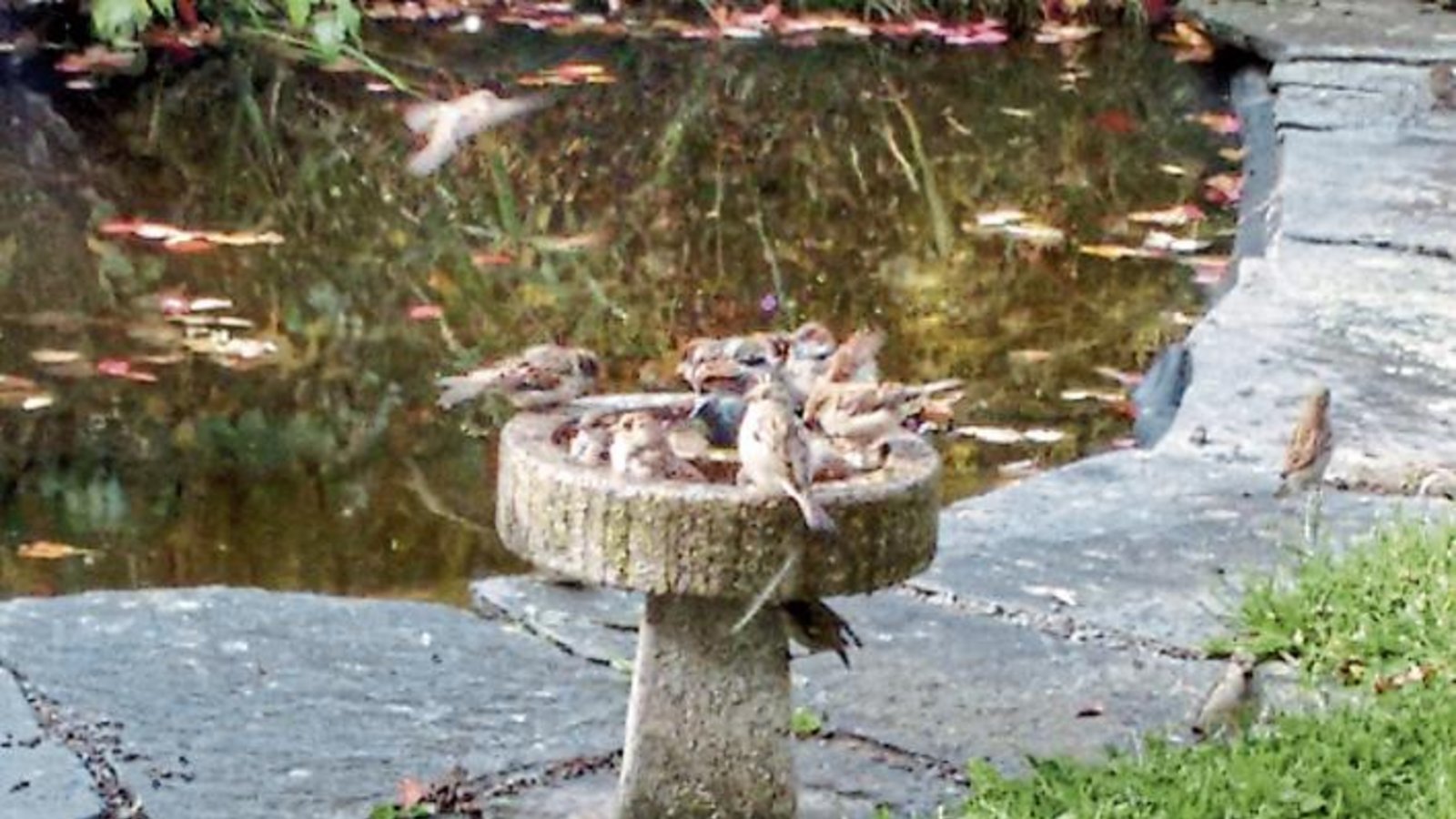 Über Gerangel einer Spatzenbande an der Vogeltränke amüsierte sich neulich Siegfried Mayer in Kleinglattbach. Über Gerangel einer Spatzenbande an der Vogeltränke amüsierte sich neulich Siegfried Mayer in Kleinglattbach.