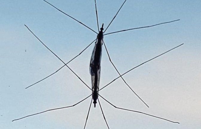 Rätsel mit vielen Beinen: Ungeniert präsentierten sich diese Tiere am Küchenfenster, schreibt Herbert Schmid aus Vaihingen zu seinem Foto. Es handelt sich ziemlich sicher um Schnaken, wissenschaftlich Tipula, bei der Paarung. Sie können nicht stechen.
