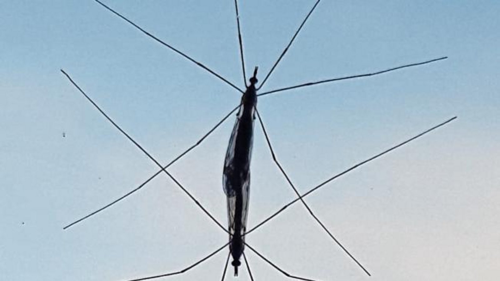 Rätsel mit vielen Beinen: Ungeniert präsentierten sich diese Tiere am Küchenfenster, schreibt Herbert Schmid aus Vaihingen zu seinem Foto. Es handelt sich ziemlich sicher um Schnaken, wissenschaftlich Tipula, bei der Paarung. Sie können nicht stechen. Rätsel mit vielen Beinen: Ungeniert präsentierten sich diese Tiere am Küchenfenster, schreibt Herbert Schmid aus Vaihingen zu seinem Foto. Es handelt sich ziemlich sicher um Schnaken, wissenschaftlich Tipula, bei der Paarung. Sie können nicht stechen.