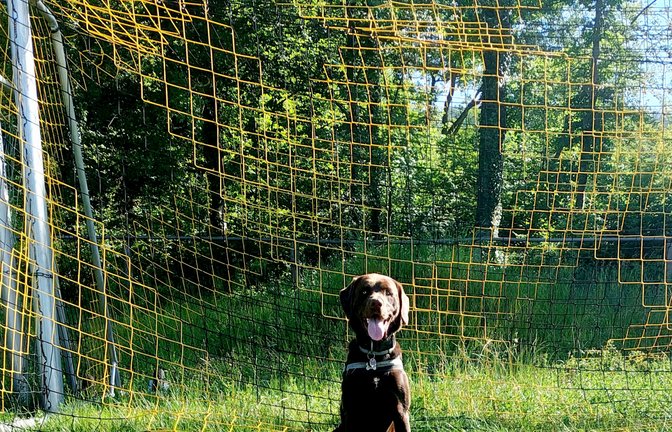 Im Fußballfieber ist offenbar auch Labrador Rudi. Er fiebert der EM entgegen, schreibt Frauchen Susanne Ripp aus Ensingen.