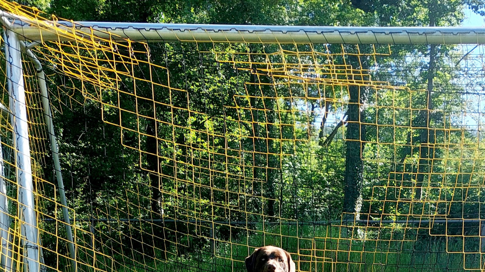Im Fußballfieber ist offenbar auch Labrador Rudi. Er fiebert der EM entgegen, schreibt Frauchen Susanne Ripp aus Ensingen.
