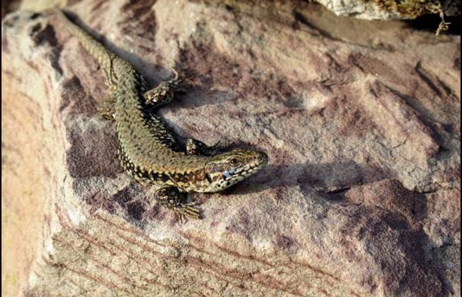 Ein prächtiges Mauereidechsen-Männchen in Gündelbach. Foto: Thalhäuser
