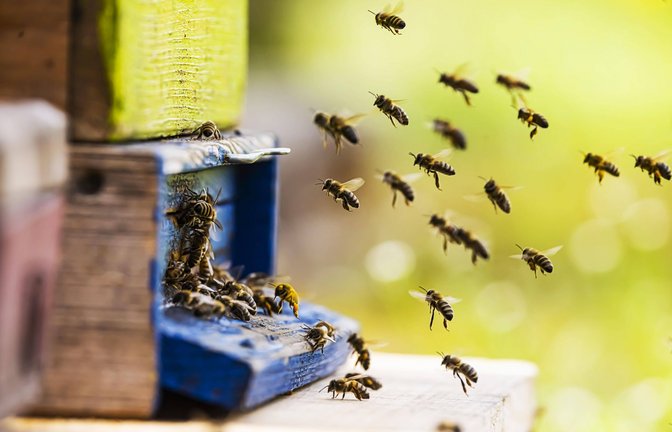 Im Mai schwärmen die Honigbienen aus den Bienenstöcken aus, um auf Nahrungssuche zu gehen.<span class='image-autor'>Foto: imago//imagebroker</span>
