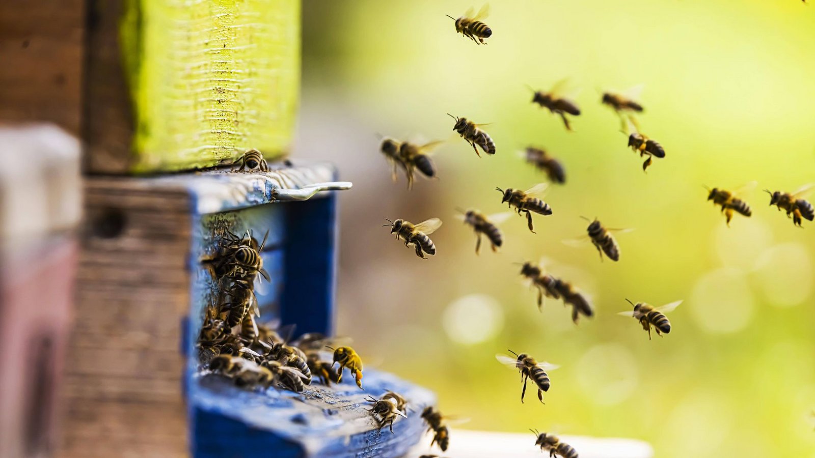 Im Mai schwärmen die Honigbienen aus den Bienenstöcken aus, um auf Nahrungssuche zu gehen.Foto: imago//imagebroker Im Mai schwärmen die Honigbienen aus den Bienenstöcken aus, um auf Nahrungssuche zu gehen.Foto: imago//imagebroker