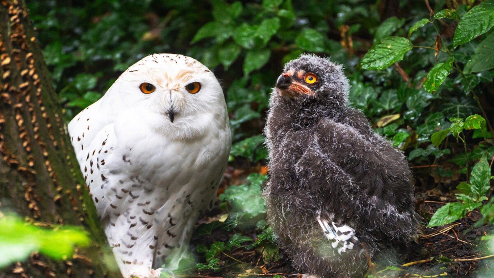 Der Schneeeulen-Vater mit einem seiner Jungtiere in der Wilhelma.Foto: Wilhelma Der Schneeeulen-Vater mit einem seiner Jungtiere in der Wilhelma.Foto: Wilhelma