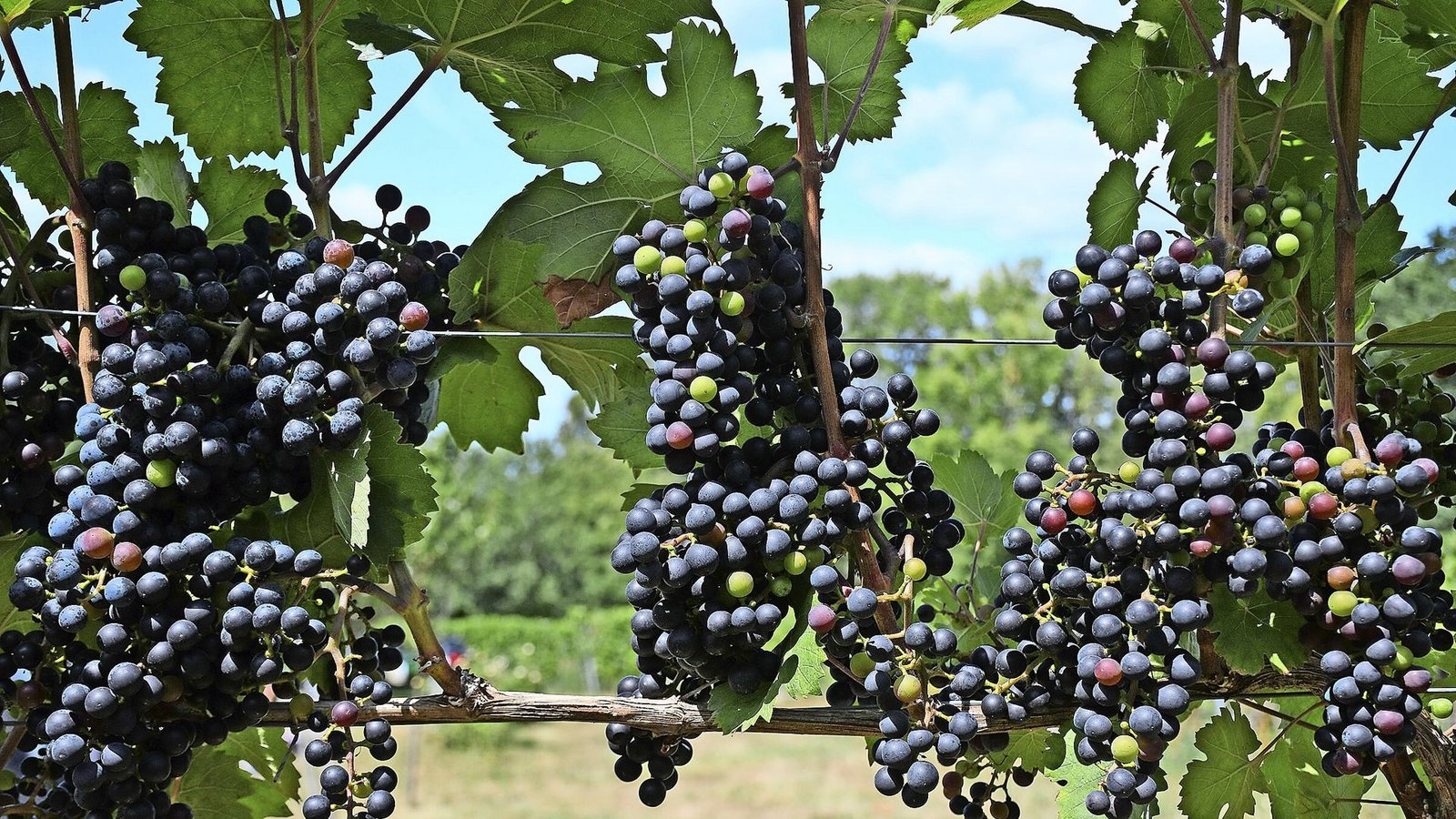 Der Cabernet Dorsa gehört zu den pilzwiderständigen Rebsorten. Ihm und seinen Geschwistern gehört die Zukunft.Foto: dpa/Peter Zschunke Der Cabernet Dorsa gehört zu den pilzwiderständigen Rebsorten. Ihm und seinen Geschwistern gehört die Zukunft.Foto: dpa/Peter Zschunke