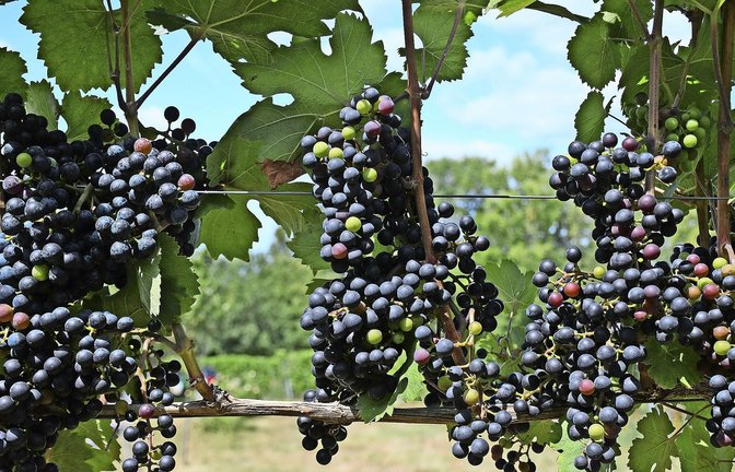 Der Cabernet Dorsa gehört zu den pilzwiderständigen Rebsorten. Ihm und seinen Geschwistern gehört die Zukunft.<span class='image-autor'>Foto: dpa/Peter Zschunke</span>