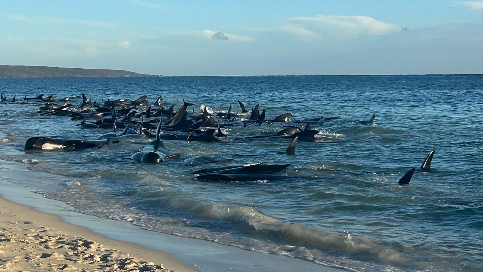 Aufnahmen zeigen eine Massenstrandung von Walen in Toby's Inlet in Westaustralien.Foto: Supplied/PARKS AND WILDLIFE WESTERN AUSTRALIA/AAP/dpa