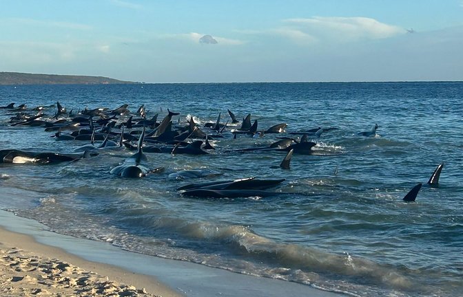 Aufnahmen zeigen eine Massenstrandung von Walen in Toby's Inlet in Westaustralien.<span class='image-autor'>Foto: Supplied/PARKS AND WILDLIFE WESTERN AUSTRALIA/AAP/dpa</span>