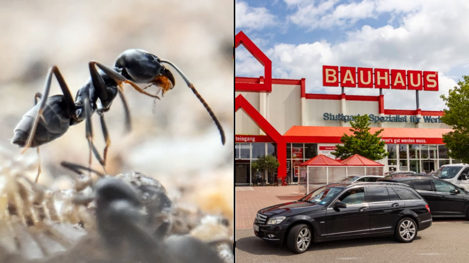 Auf dem Gelände des Bauhauses in Untertürkheim ist die invasive Drüsenameise aufgetaucht.Dpa/Imago Auf dem Gelände des Bauhauses in Untertürkheim ist die invasive Drüsenameise aufgetaucht.Dpa/Imago