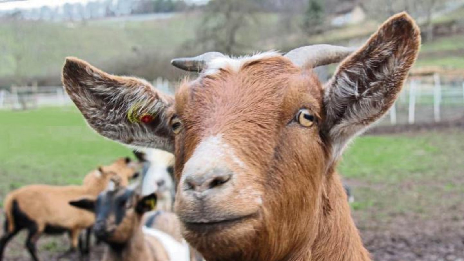 Freude bei den tierischen Anwohnern: Sie dürfen nun sicher bleiben. Foto: Archiv Freude bei den tierischen Anwohnern: Sie dürfen nun sicher bleiben. Foto: Archiv