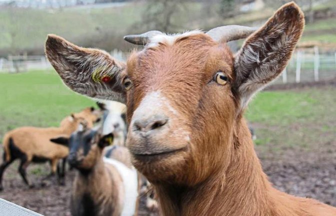 Freude bei den tierischen Anwohnern: Sie dürfen nun sicher bleiben. Foto: Archiv