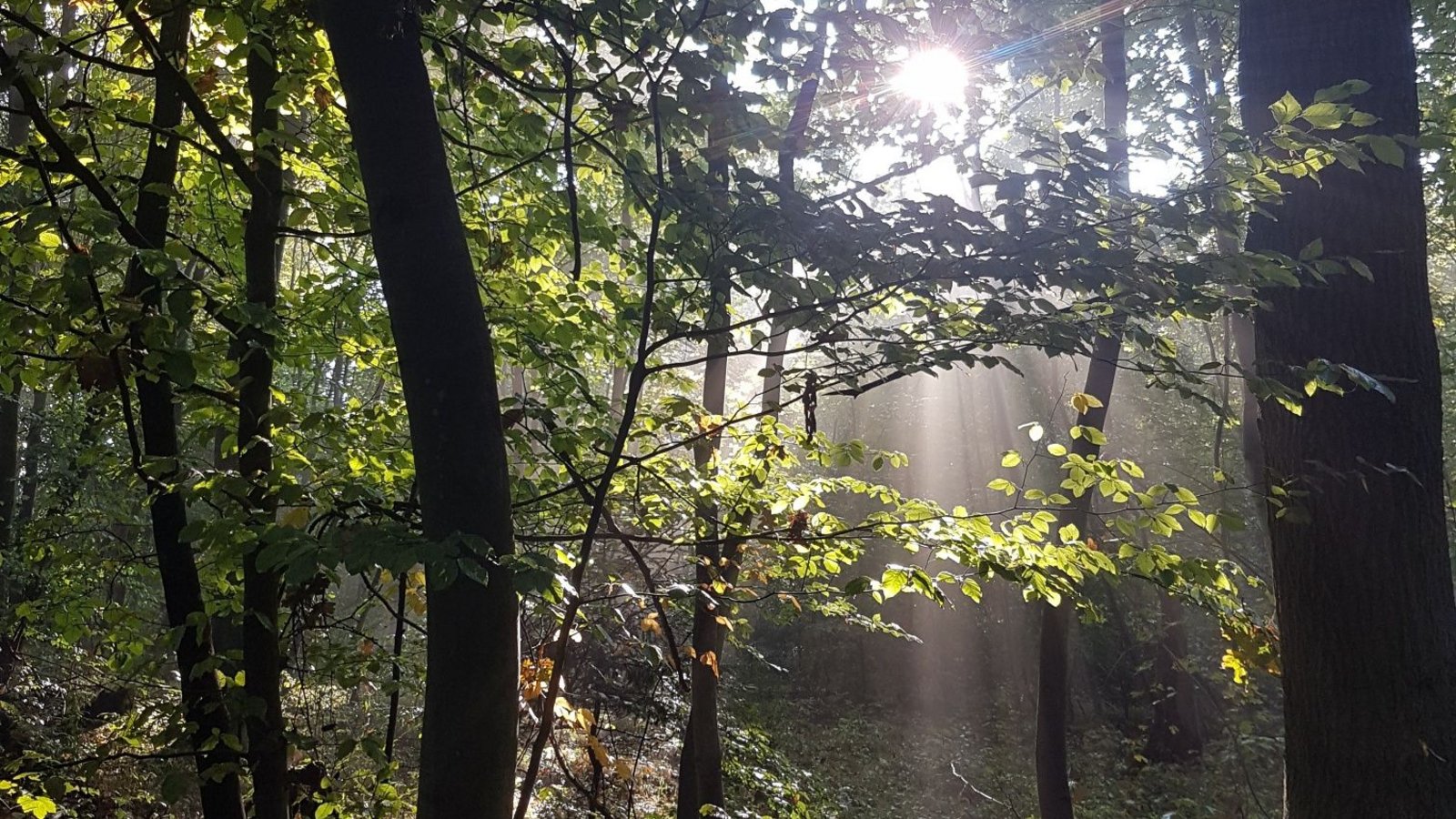 Das Forstamt im Enzkreis bietet Veranstaltungen im Wald an. Foto: Rapp Das Forstamt im Enzkreis bietet Veranstaltungen im Wald an. Foto: Rapp