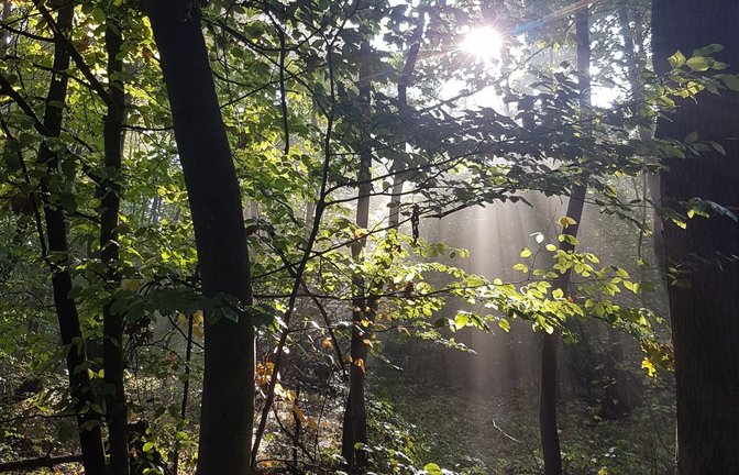 Das Forstamt im Enzkreis bietet Veranstaltungen im Wald an. <span class='image-autor'>Foto: Rapp</span>
