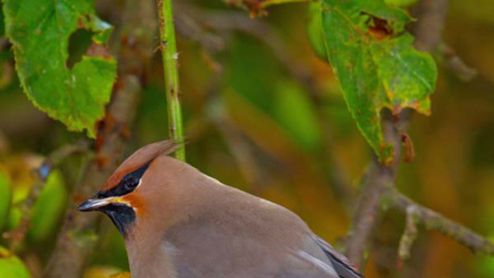 Optischer Leckerbissen Seidenschwanz. Foto: Andreas Trepte, www.photo-natur.de