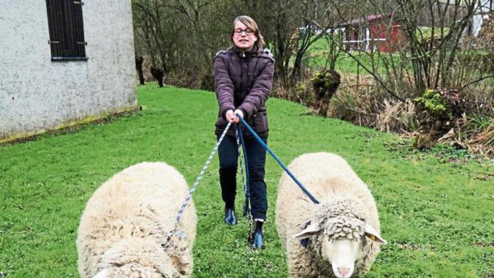 „Täglich geht Maike Schillinger mit Moritz und Lilly in Gündelbach Gassi. Das kann ganz schön anstrengend sein, denn die Schafe wollen oft woanders hin als Maike“, schreibt uns Rudi Thalhäuser zu seinem Foto.